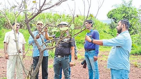 Fungal Diseases on Cashew