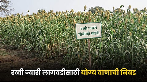 Jowar