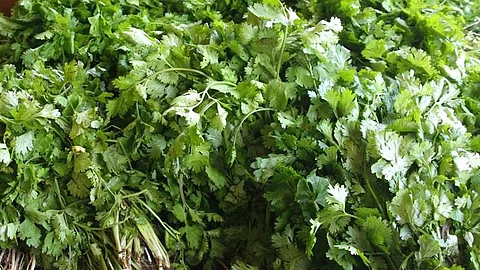 Coriander Rate