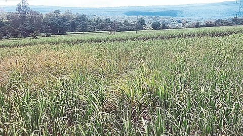 Sugarcane Crop