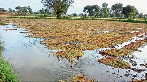 Crop Damage