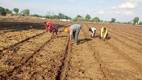 Agriculture Work