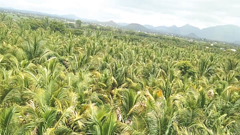 Cocoanut Farming
