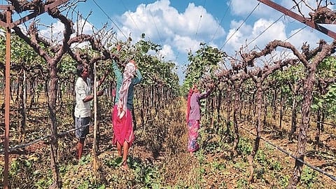 Grape Pruning
