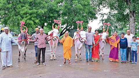 Bail Pola 2024