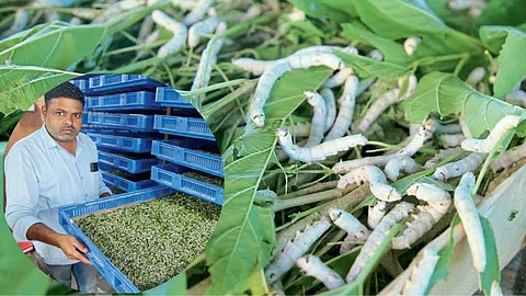 Sericulture