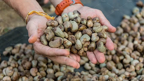 Cashew Seed Subsidy