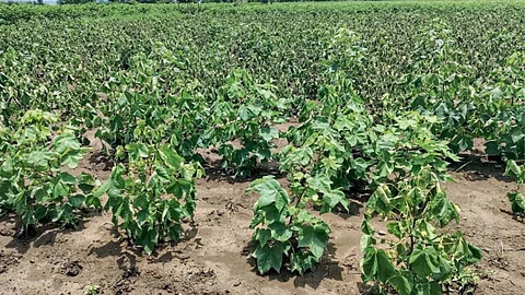 Cotton Crop