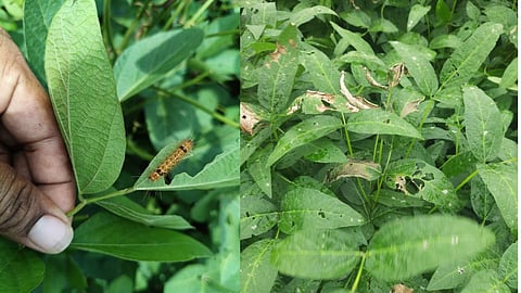 Soybean Pest Disease Management