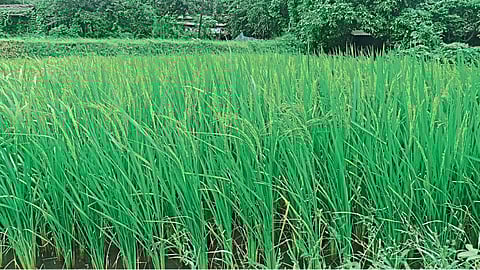 Paddy Crop