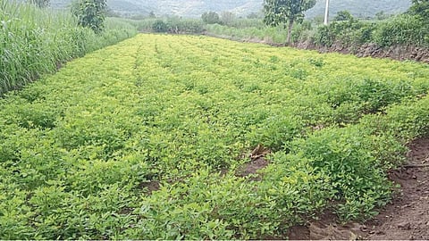 Crop Damage