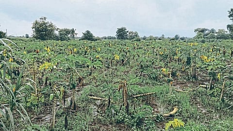 Papaya Crop Damage