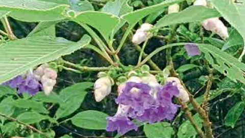 Karvi Flowers