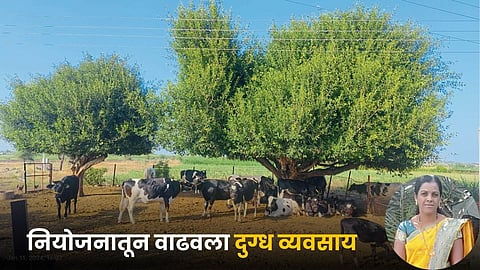 Dairy Business