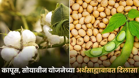 Cotton and Soybean
