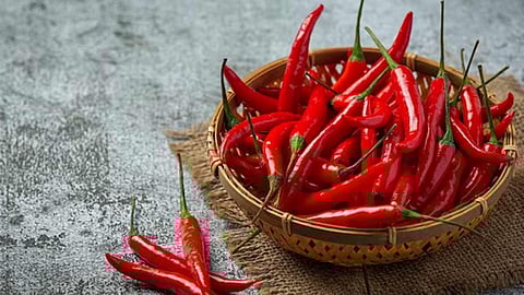 Khola Chilli