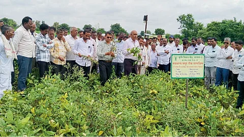 Urad Sowing