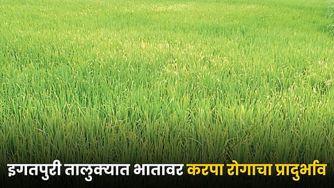 Paddy Crop