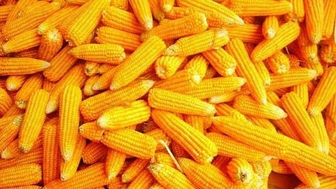 Maize Rate