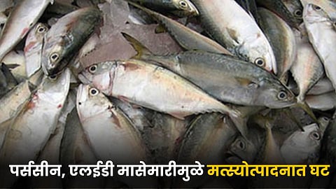 Fish Production