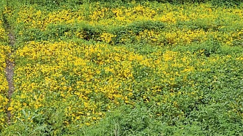 Soybean Crop