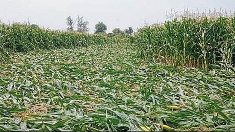 Crop Damage