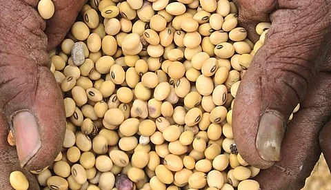 Soybean