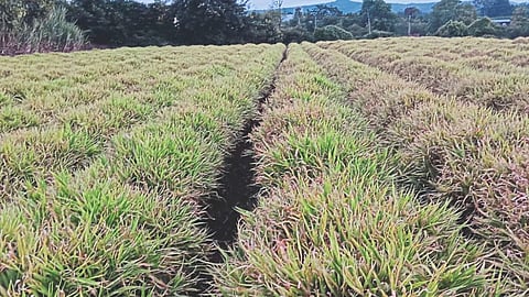 Ginger Crop
