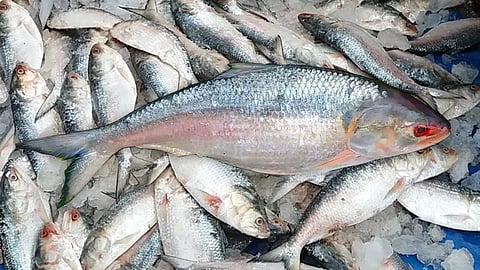 Hilsa Fish Export