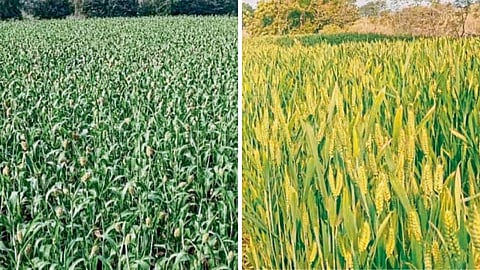 Jowar Wheat