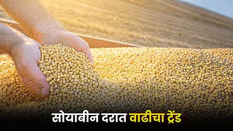 Soybean