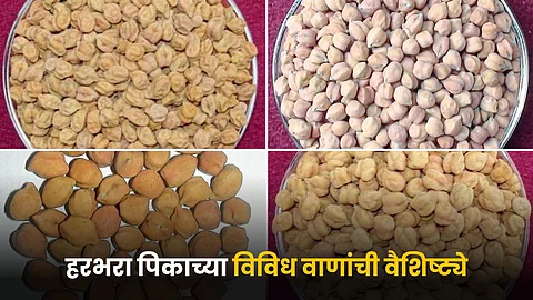 Chana Variety