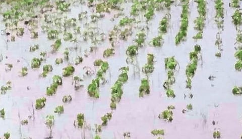 Kolhapur Rain