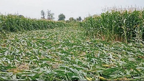 Crop Damage