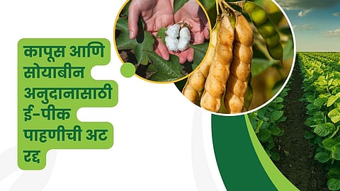 Cotton, Soybean Subsidy