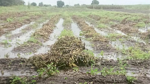 Soybean