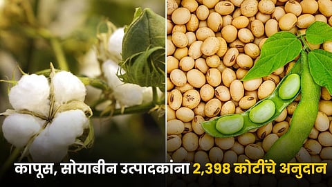 Cotton and Soybean