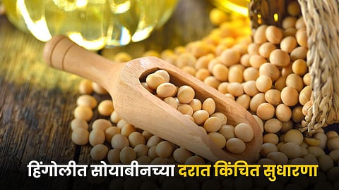 Soybean