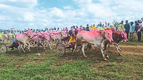 Bullock Cart Race Sangli