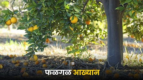 Orange Fruit