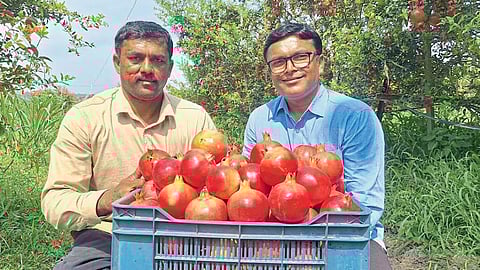 Agriculture Success Story