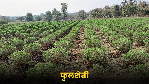 Flower Farming
