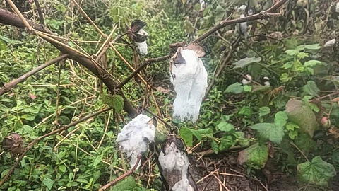 Crop Damage