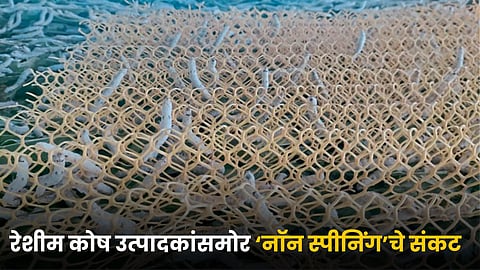 Silk Cocoon Production