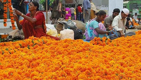 Marigolds Flower