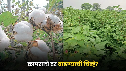 Cotton