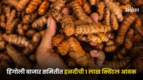 Turmeric