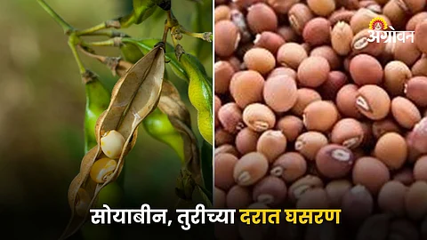 Soybean and Tur