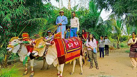 Agri Tourism