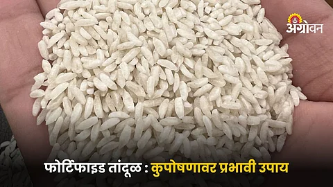 Fortified Rice